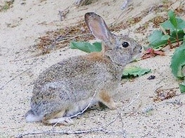 (c) California State Parks